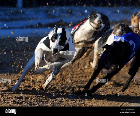 fast uk greyhound results|Brough Park Dog Track .